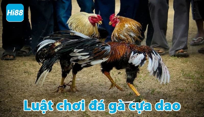 Đá gà cựa dao trực tiếp hay nhất - Trực tiếp đá gà Philippines Mỹ 8 Luật chơi đá gà cửa dao chi tiết