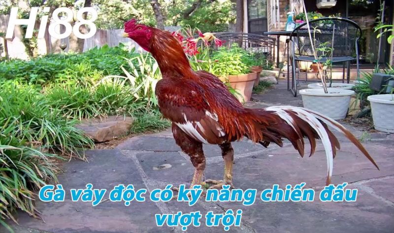 Top vảy gà chọi độc, hiếm thấy được các sư kê săn đón 30 Gà vảy độc có kỹ năng chiến đấu vượt trội hơn