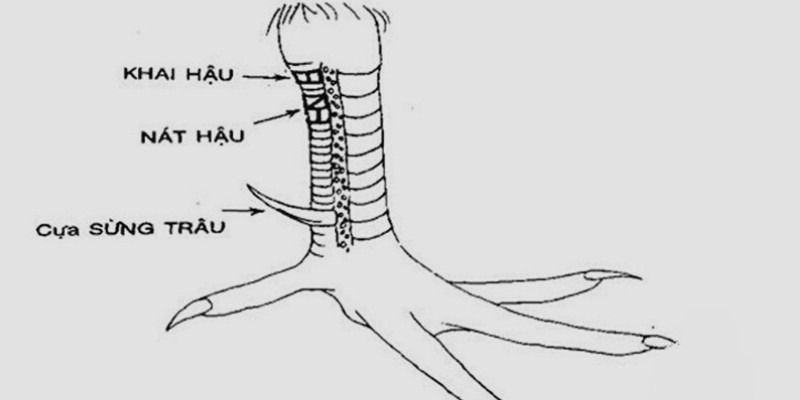 23 Vảy Gà Xấu Sư Kê Nên Tránh Khi Chọn Gà Đá 8 Vảy gà khai hậu - Nát hậu